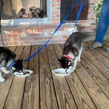 The Smiling Dog restaurant view 8