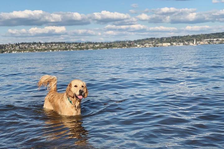 Make a Splash at These Dog-Friendly Lakes With Beaches
