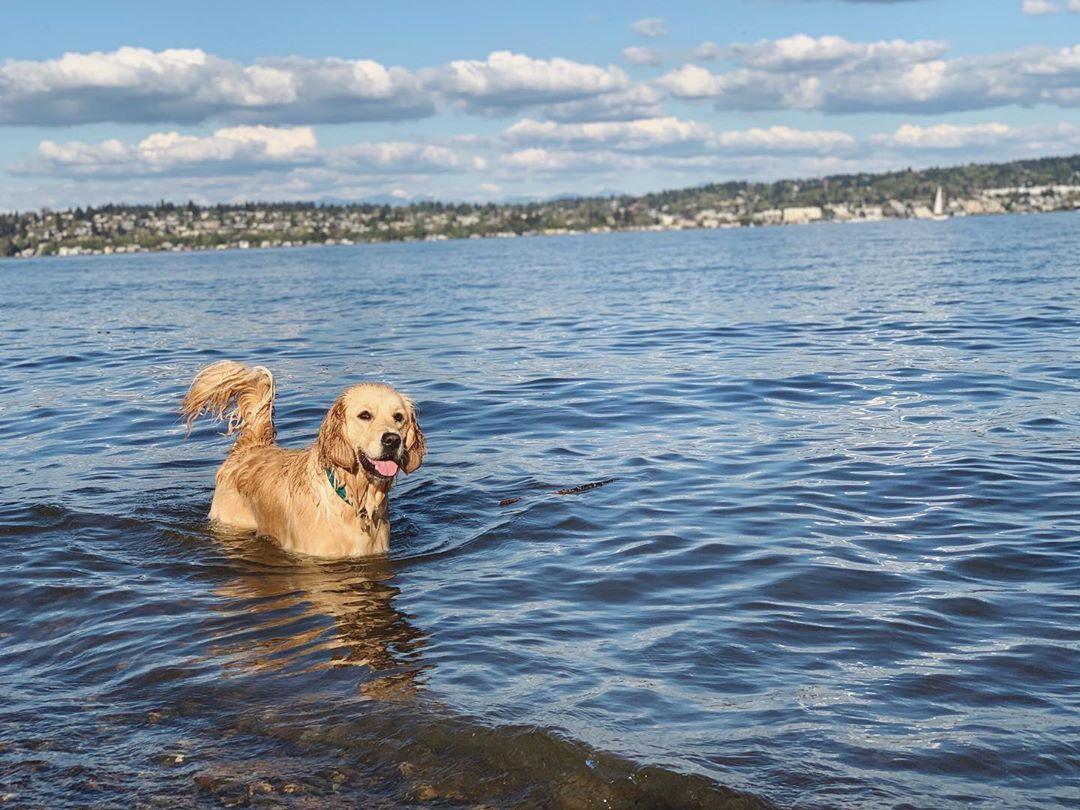 Best Dog Beaches On Lakes And Rivers BringFido