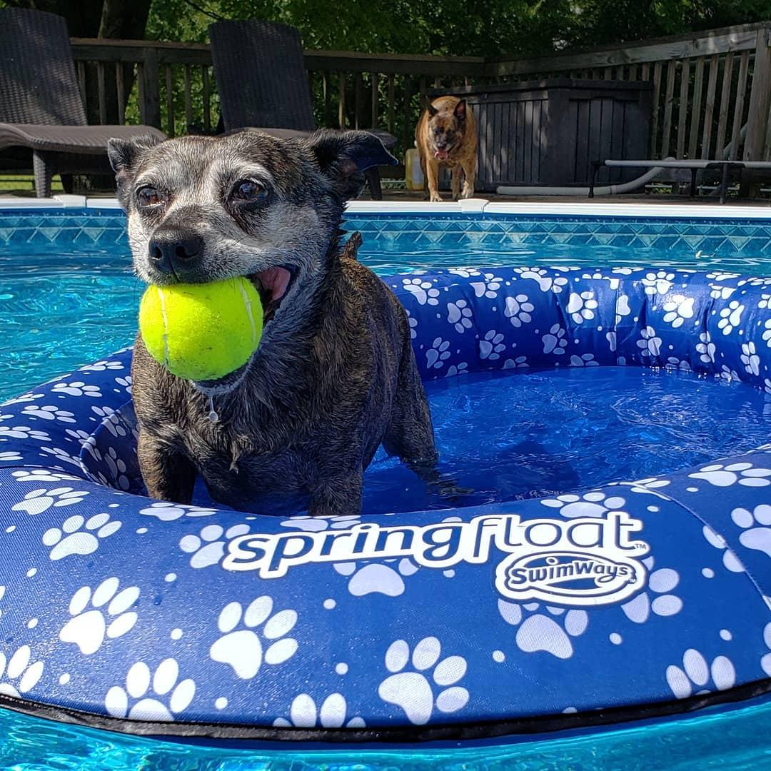 Best Summer Dog Toys to Keep Fido Cool