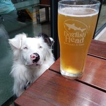 Dogfish Head Brewings & Eats restaurant view 12