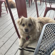 Sea Shanty Restaurant restaurant view 9