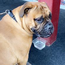 Old Detroit Burger Bar restaurant view 1