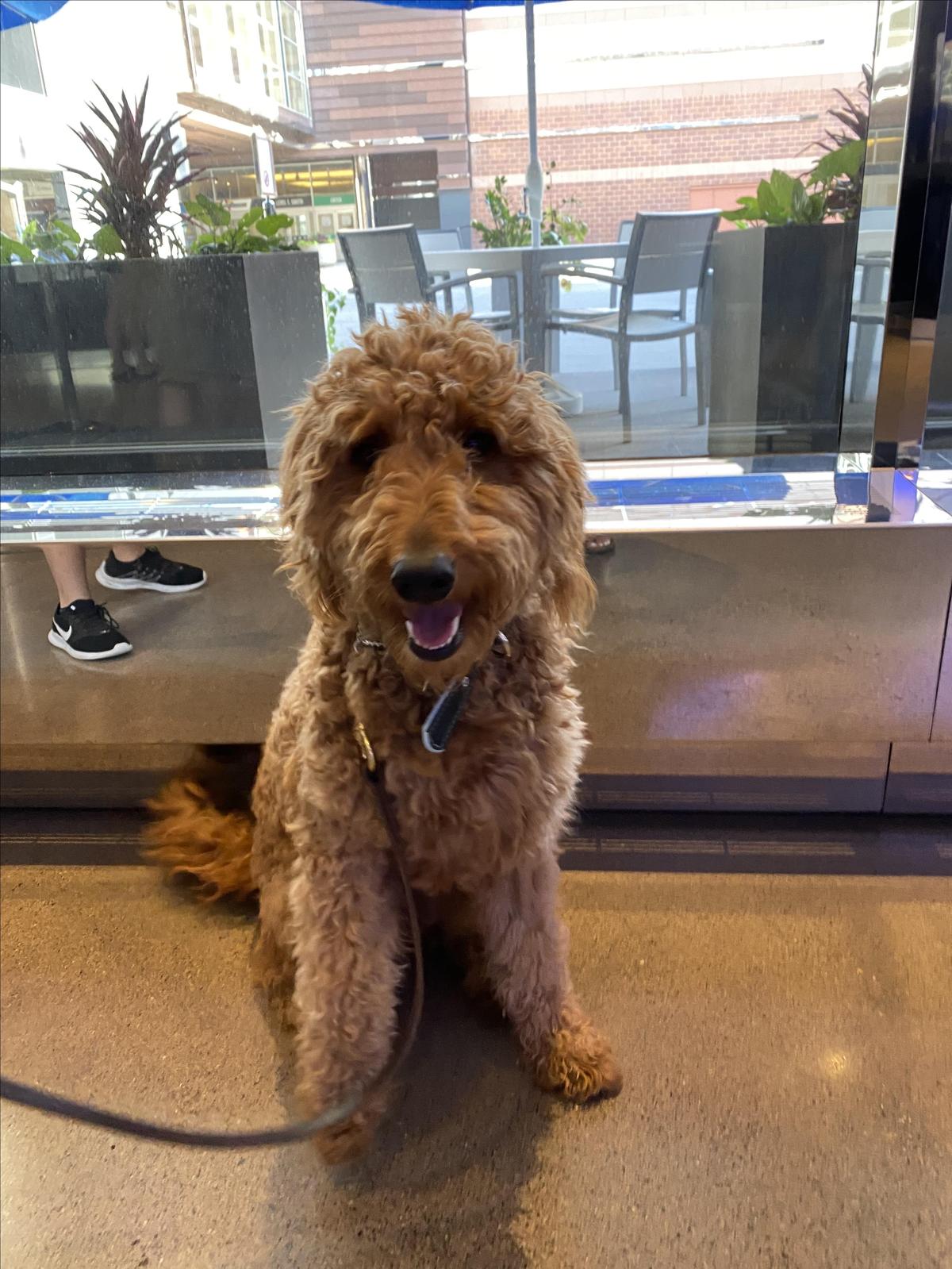 Payton In The Lobby At Radisson