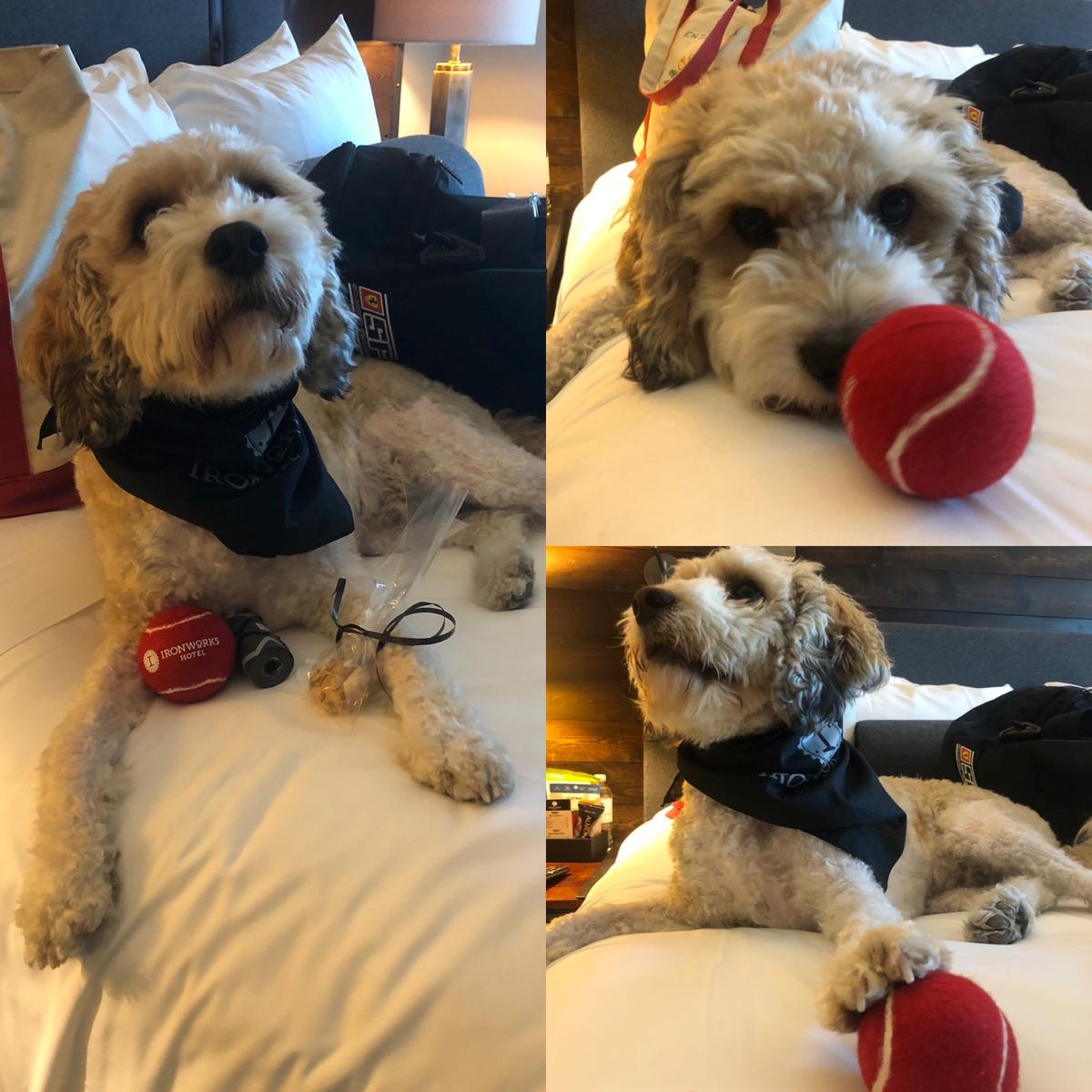 Dog Friendly Beloit, WI BringFido