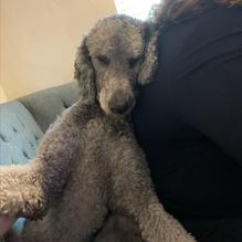 Dizz's As Is restaurant view 1