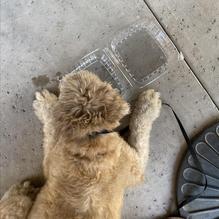 Cork & Pig Tavern restaurant view 5