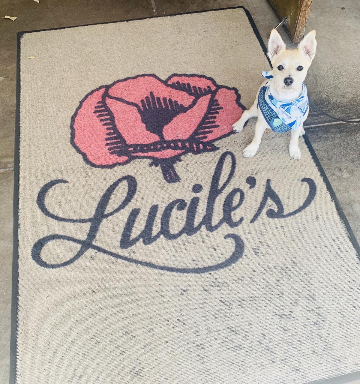 Lucile's Creole Cafe restaurant view 1