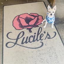 Lucile's Creole Cafe restaurant view 1