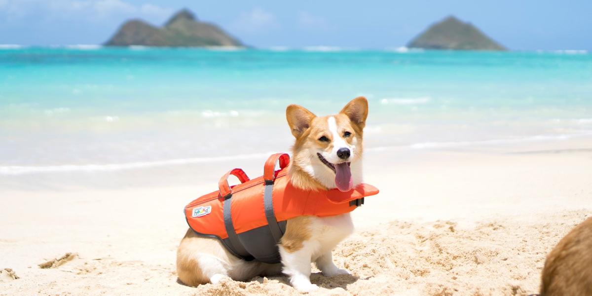 Dog shop beach toys