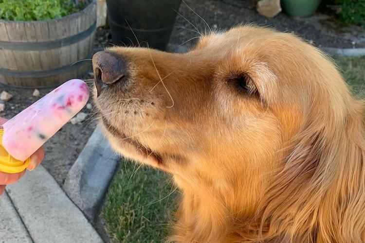 Cool Summer Treats to Help Your Dog Beat the Heat