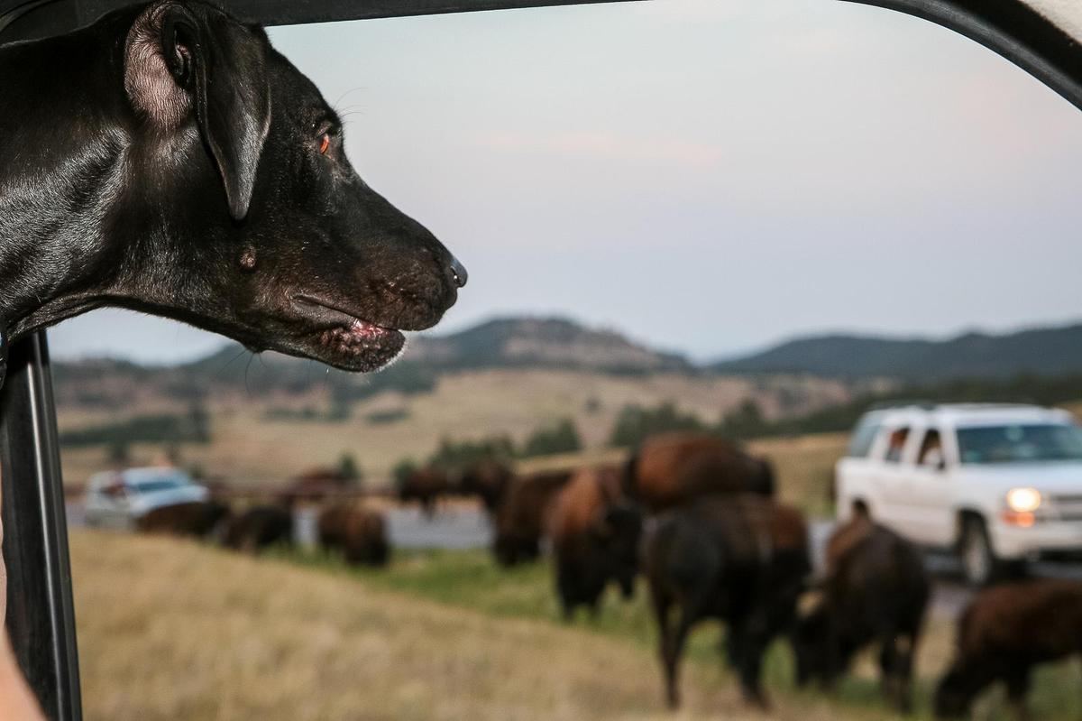 can dogs go to mt rushmore