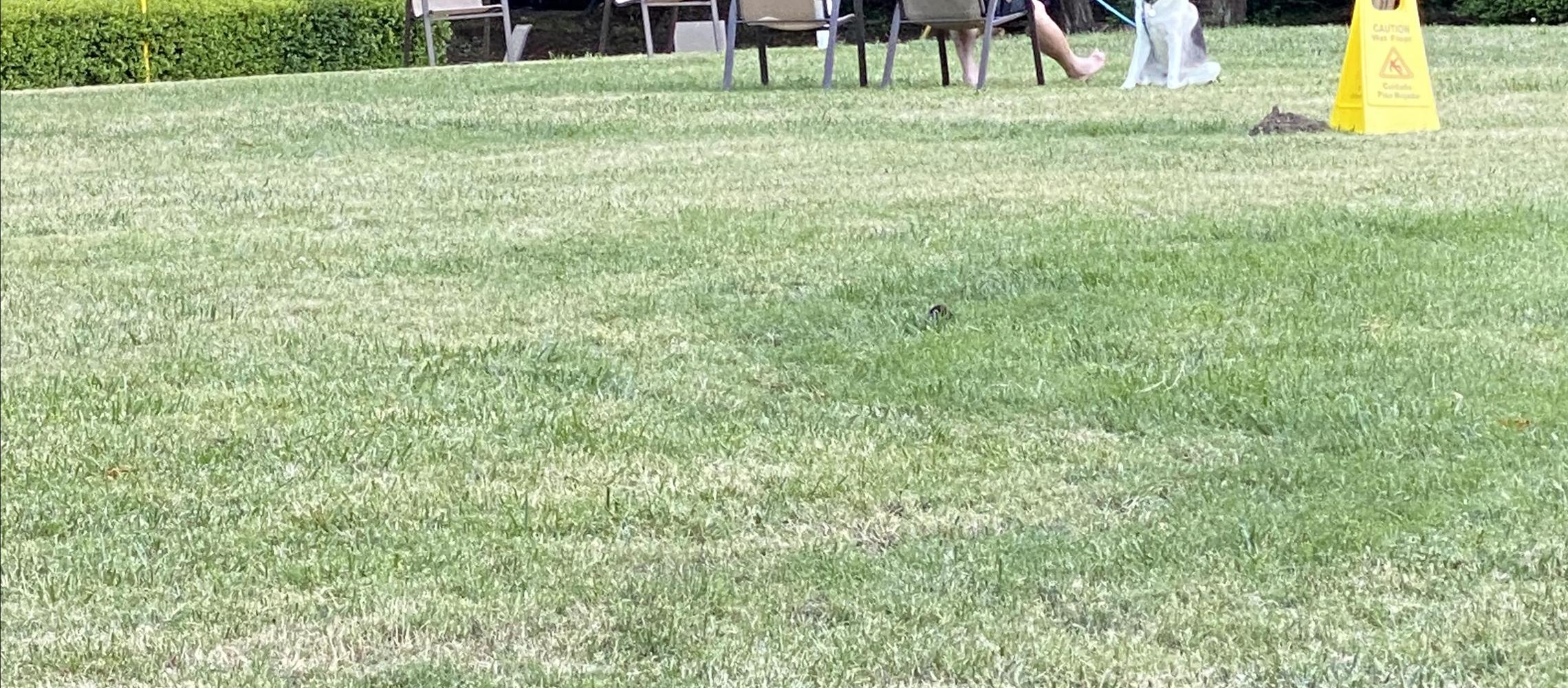 Dog Friendly Monte Rio, CA