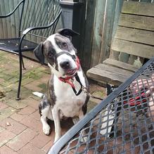 Blue Moon Cafe restaurant view 3