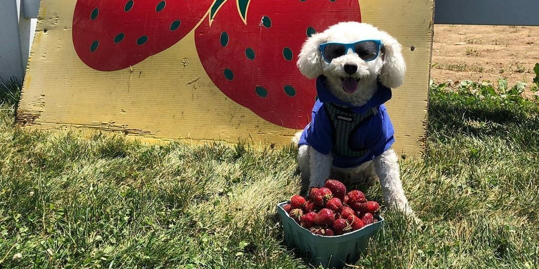 We Pick Fido! Berry Farms That Welcome Dogs
