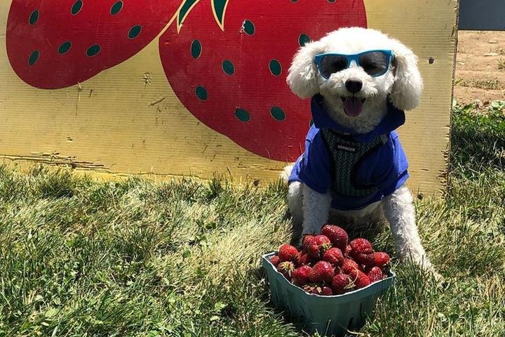 A toy poodle sitting with fresh-picked strawberries at a pet-friendly farm.