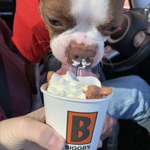 Biggby Coffee restaurant view 1