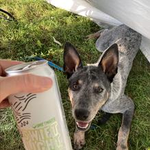 Swiftwater Brewing Company restaurant view 3