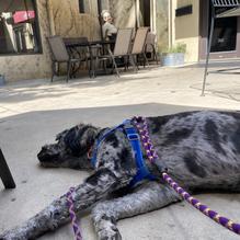 Bocelli's Italian Restaurant restaurant view 2