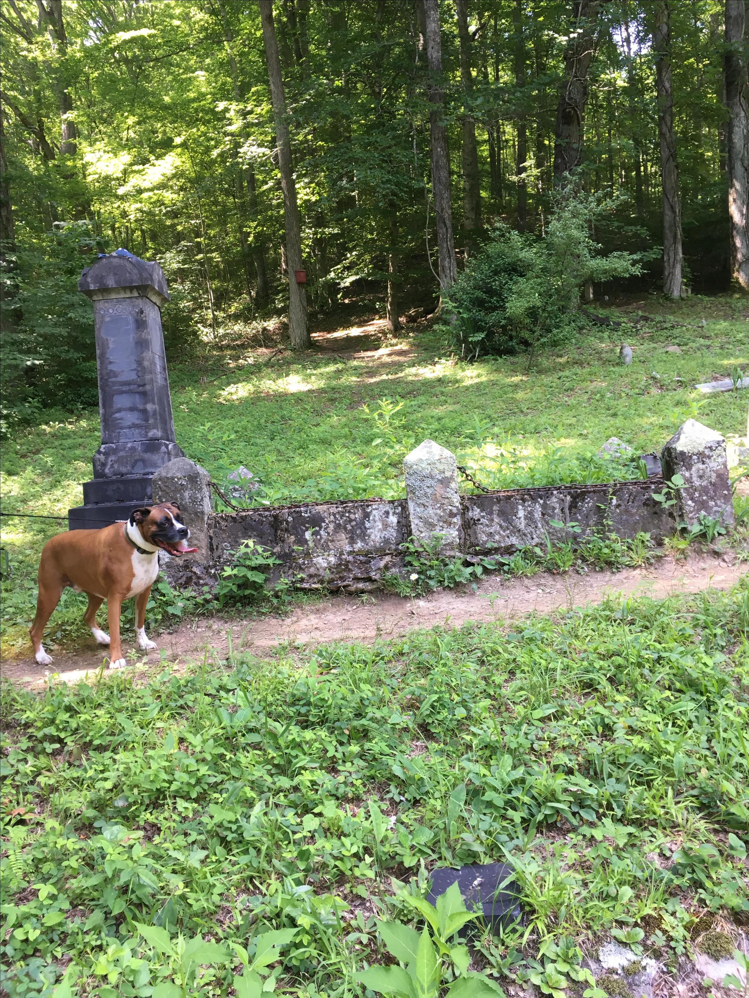 Pet Friendly Hatfield Cemetery