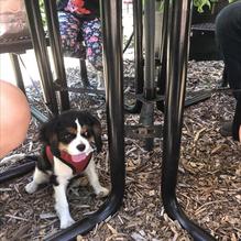 The Peg House restaurant view 3