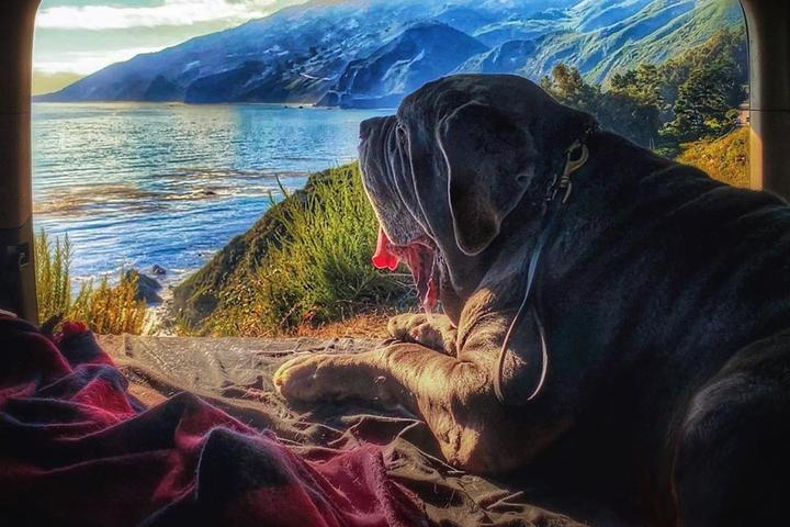 A dog looks out the window at the Pacific Coast Highway.