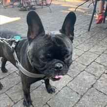 Ipp's Pastaria & Bar restaurant view 2