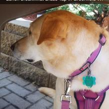 The Brass Tap restaurant view 2