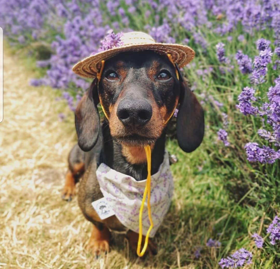 8 “Scentsational” PetFriendly Lavender Farms to Visit This Summer