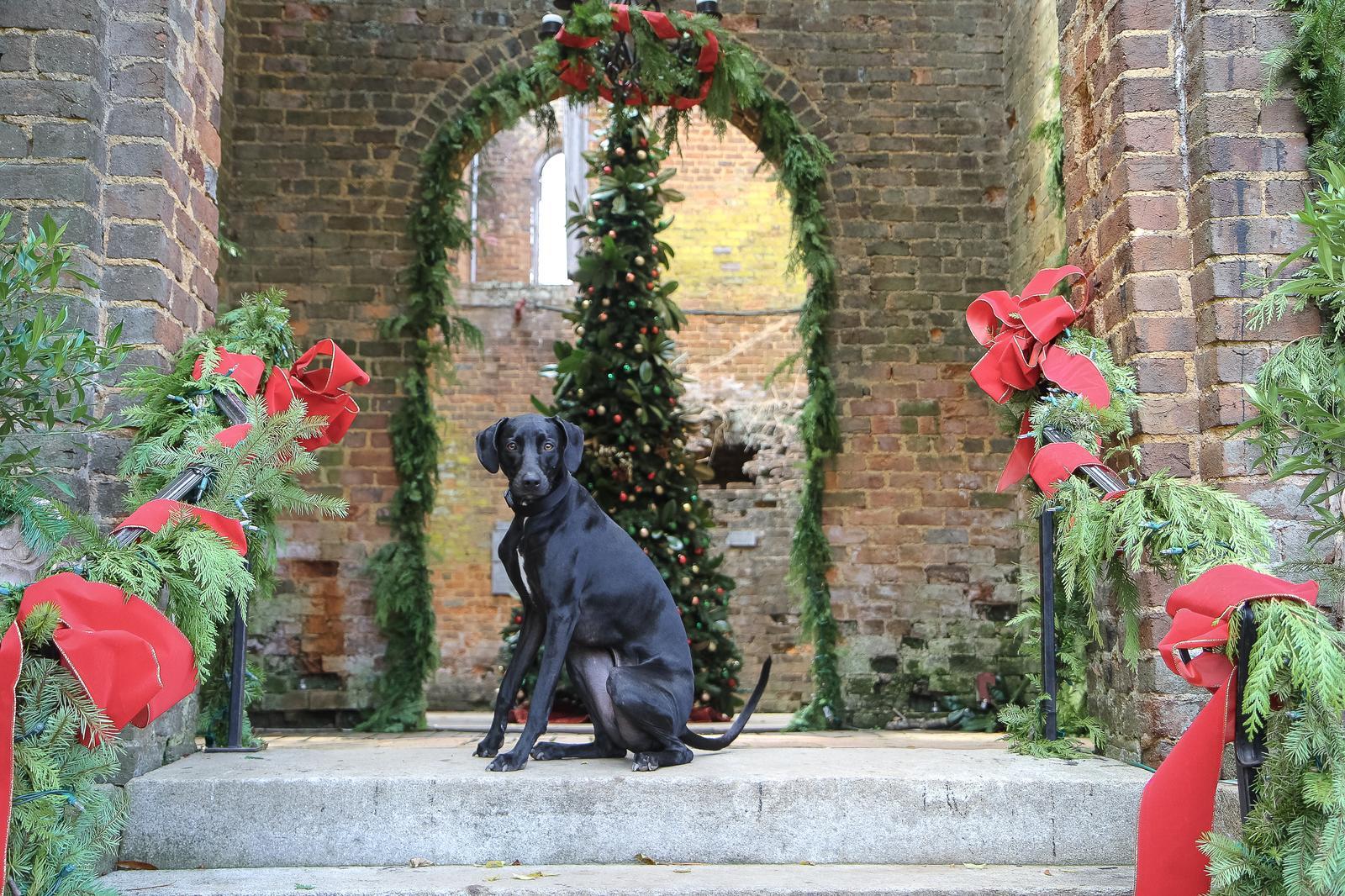 Christmas in July? Pet-Friendly Holiday Stays to Book Now For Winter Break