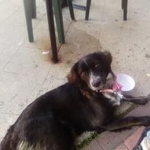 Lazy Boy Saloon restaurant view 2