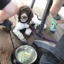 Market Street Inn restaurant view 3