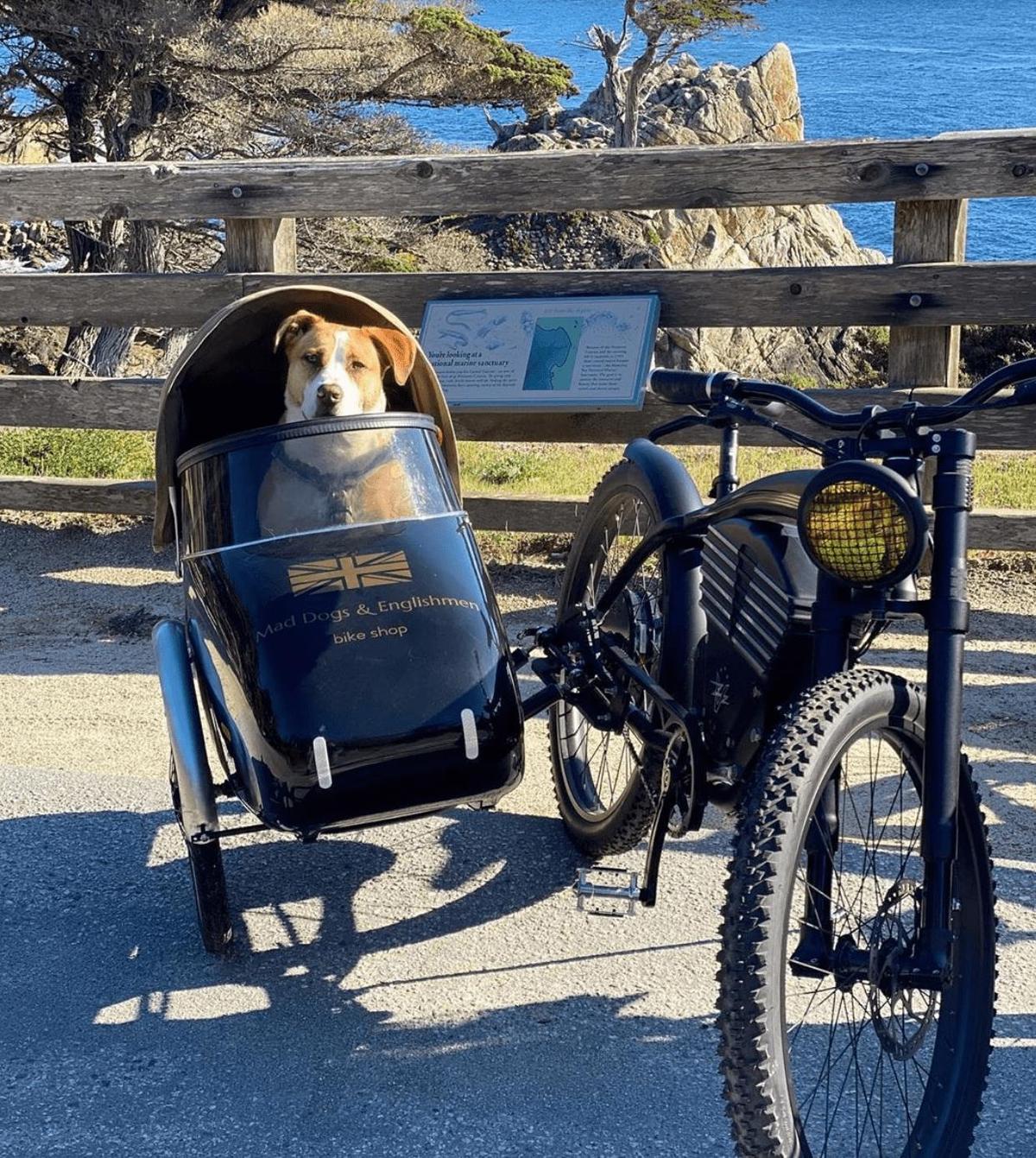 Dog sidecar on sale for bike