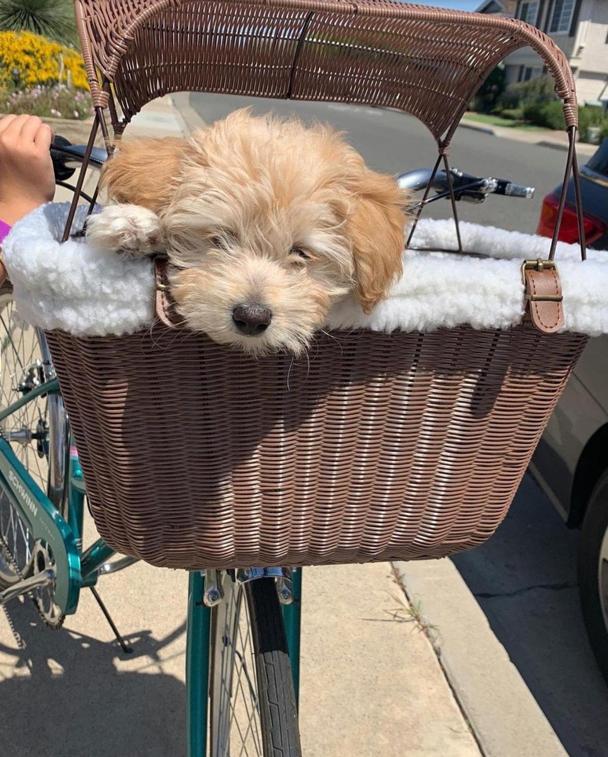 Petsafe happy ride discount wicker bicycle basket