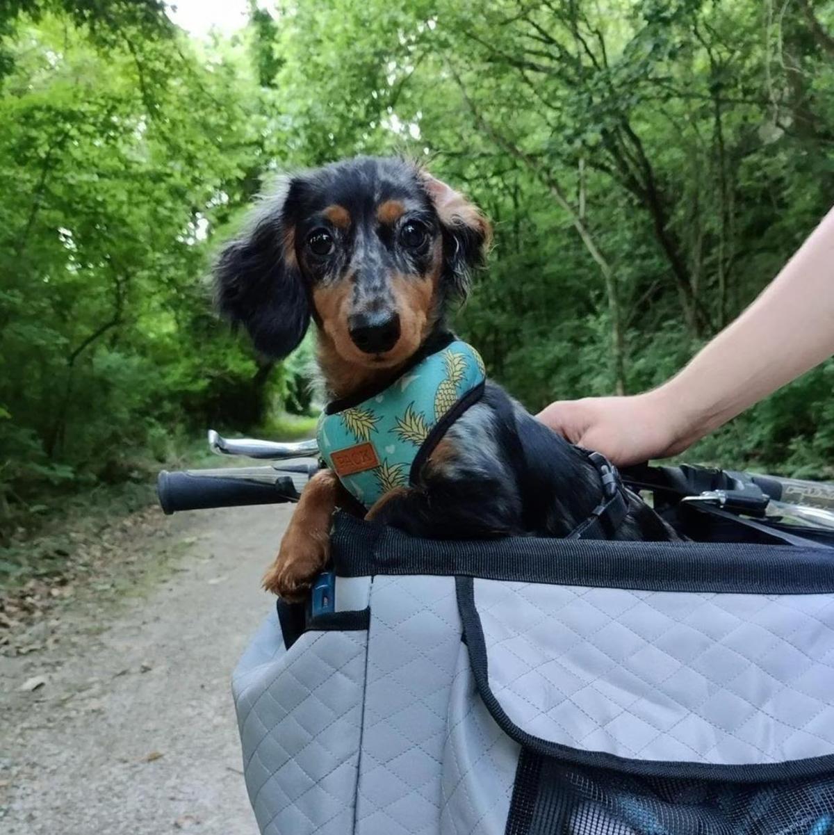 Snoozer buddy best sale bike pet basket