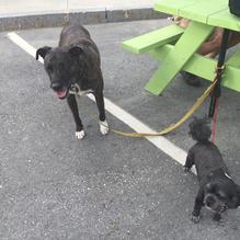 Front Street Pub restaurant view 1