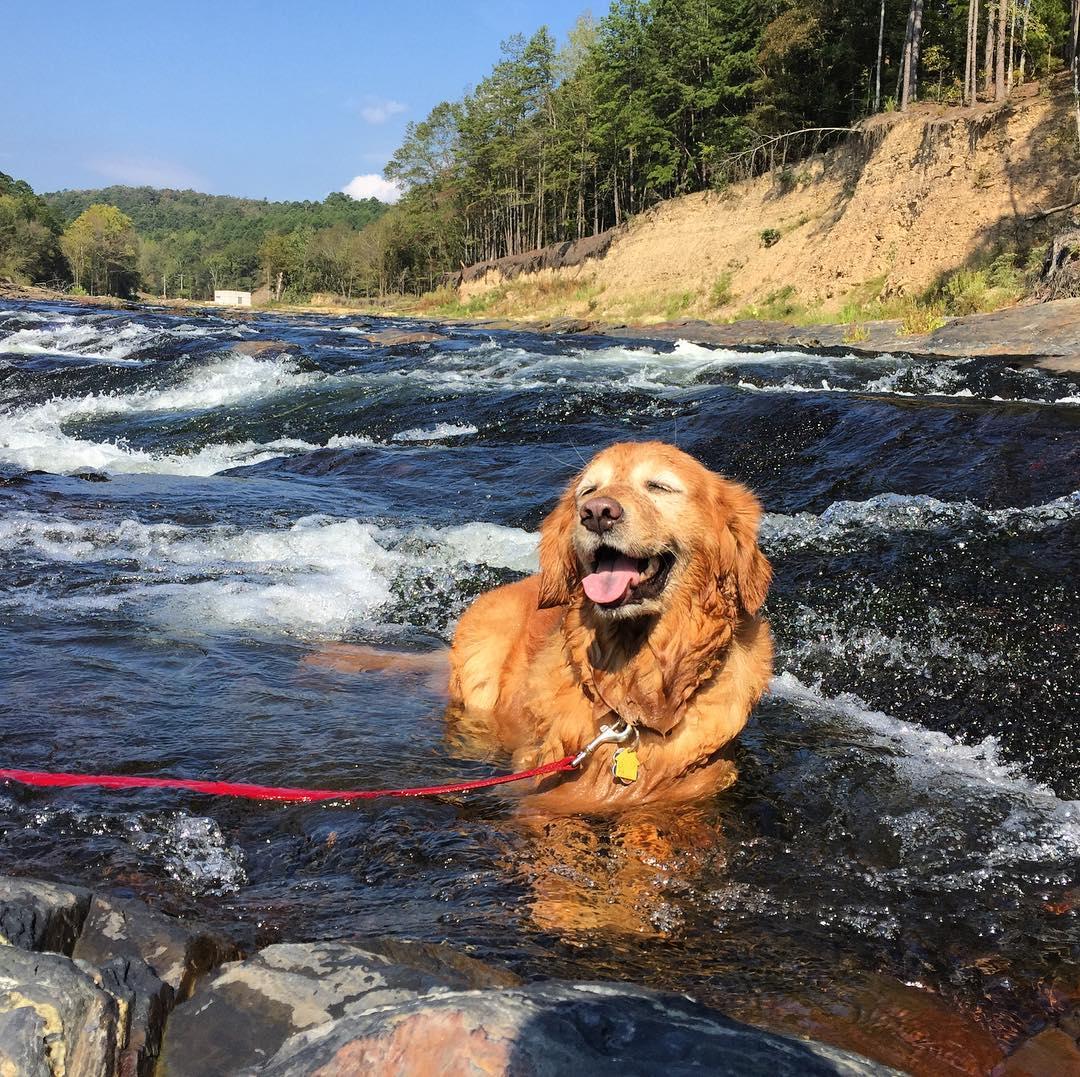 are dogs allowed in beavers bend state park