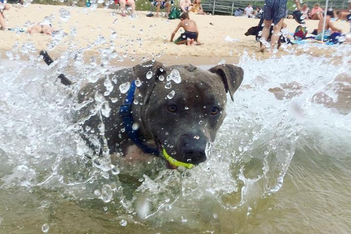 Pet Friendly Kruse Park Dog Beach