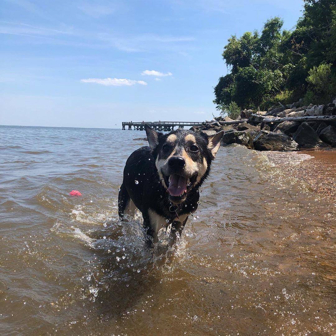 Discovering Downs Park Dog Beach: A Pet-Friendly Haven