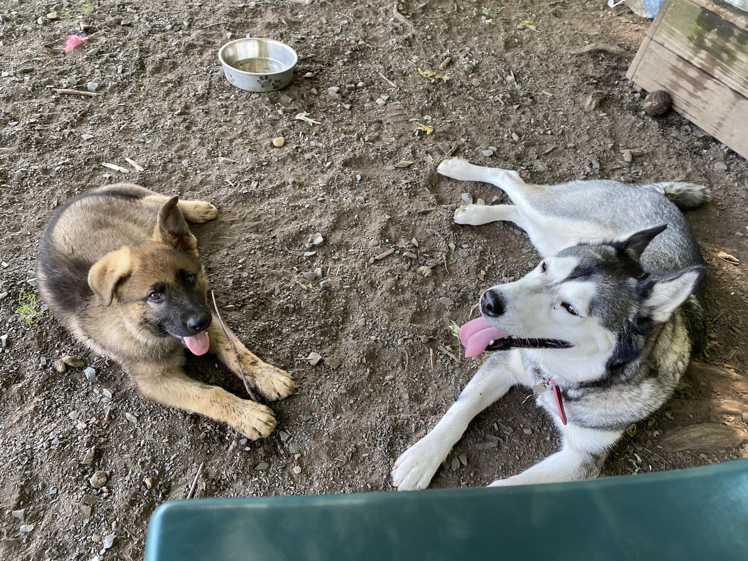 Pet Friendly Glastonbury Dog Park