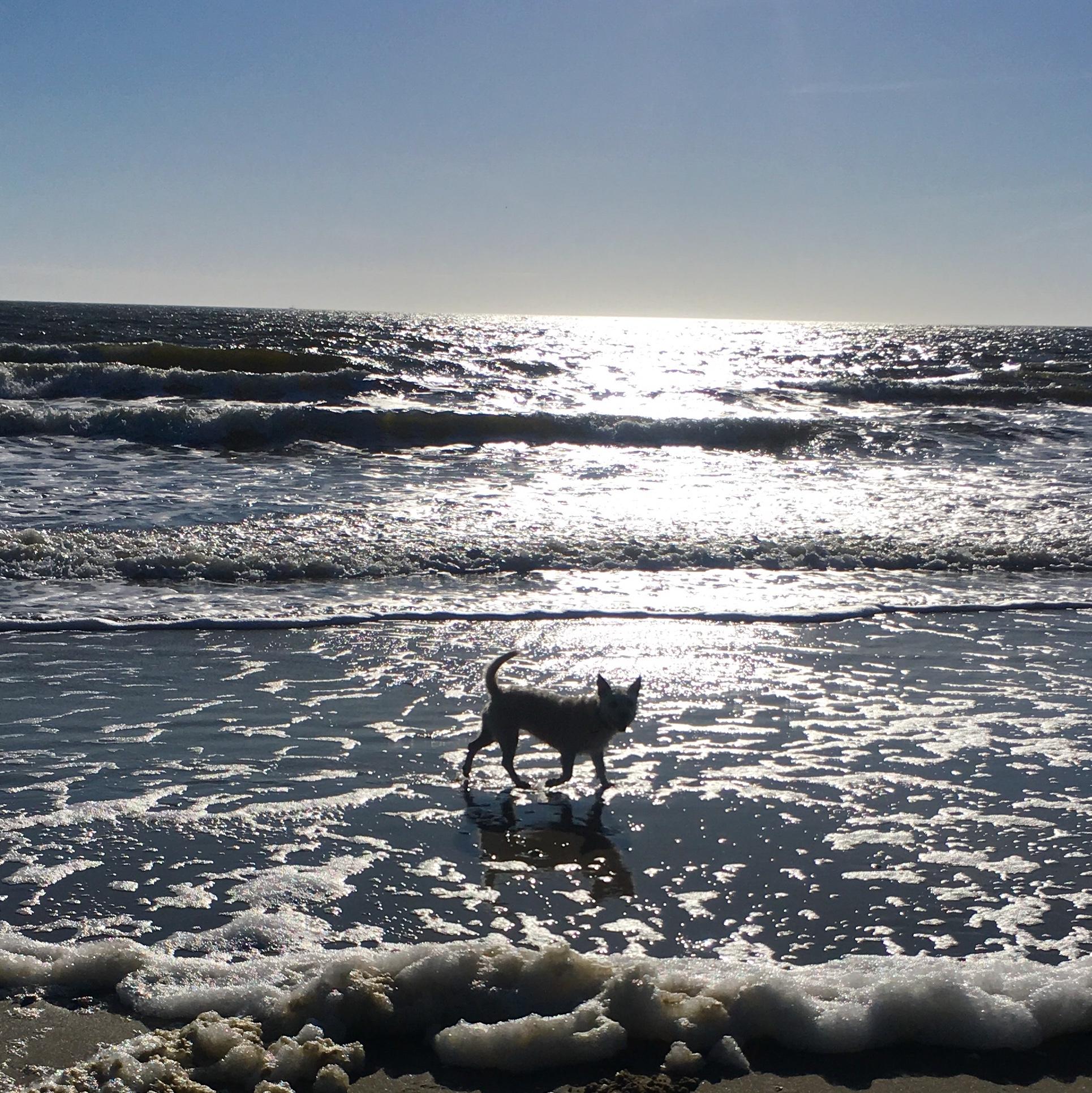 Caswell Beach. ⋆ BringFido