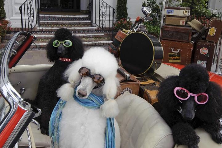 A pet-friendly road trip down the PCH.