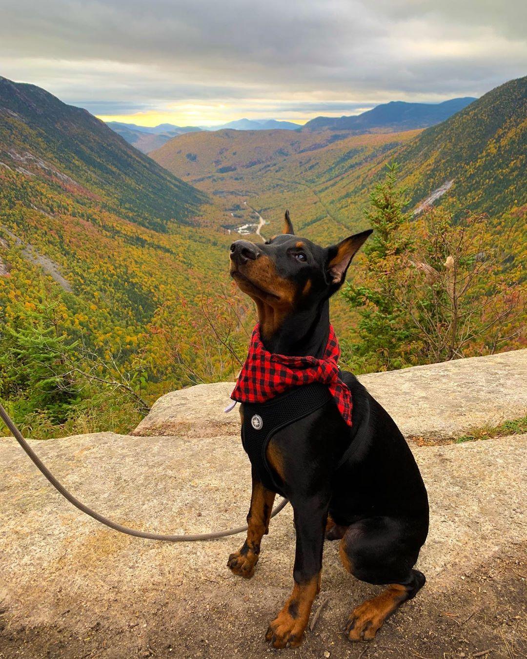 Pet Friendly White Mountain National Forest