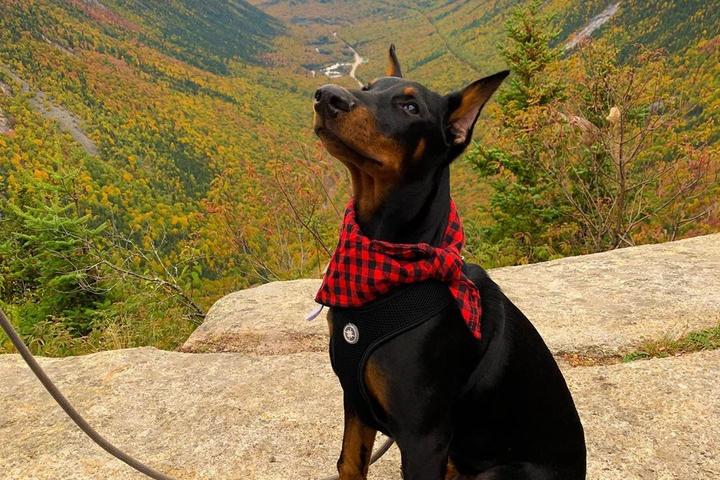 Pet Friendly White Mountain National Forest