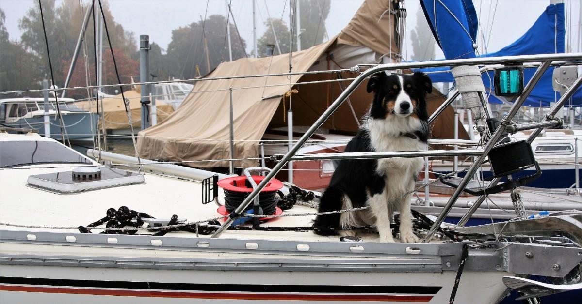 Drift Away With Your Dog on a Pet-Friendly Houseboat