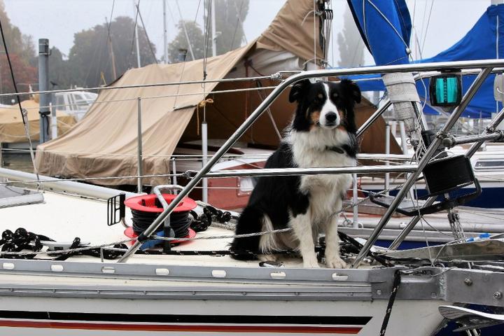 Drift Away With Your Dog on a Pet-Friendly Houseboat