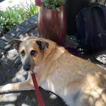 Forage Bistro and Lounge restaurant view 1