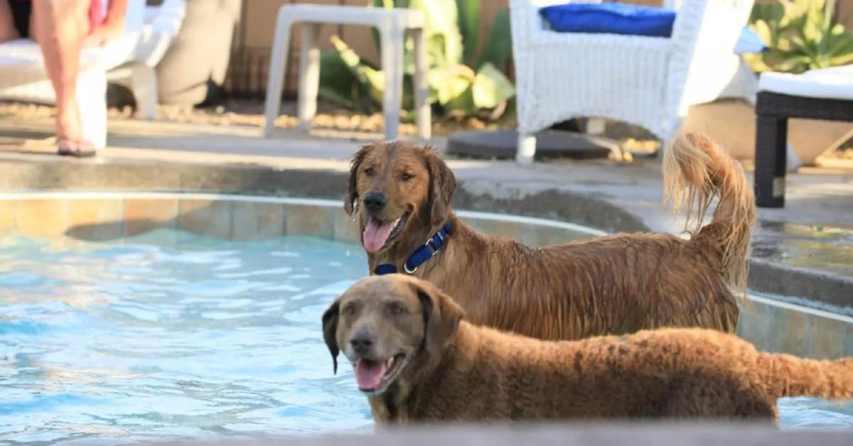 dog friendly holidays with swimming pools