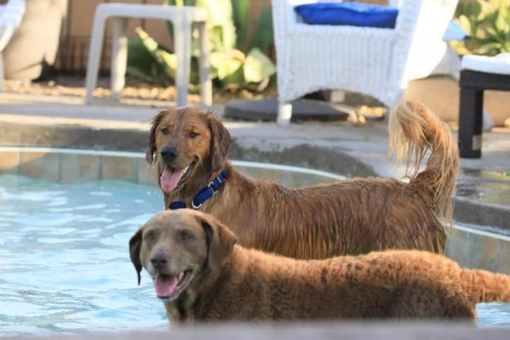 Pet-Friendly Vacation Rentals with Drool-worthy Pools