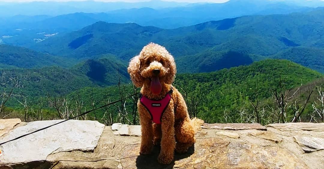 Nantahala National Forest: The Best Dog-Friendly Alternative to the Great Smoky Mountains National Park